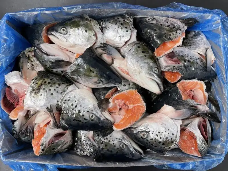Frozen Salmon Head 1 Frozen Salmon Head price UAE Dubai Abu Dhabi