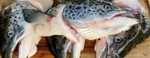 Frozen Salmon Head 2 Frozen Salmon Head supplier UAE Dubai Abu Dhabi