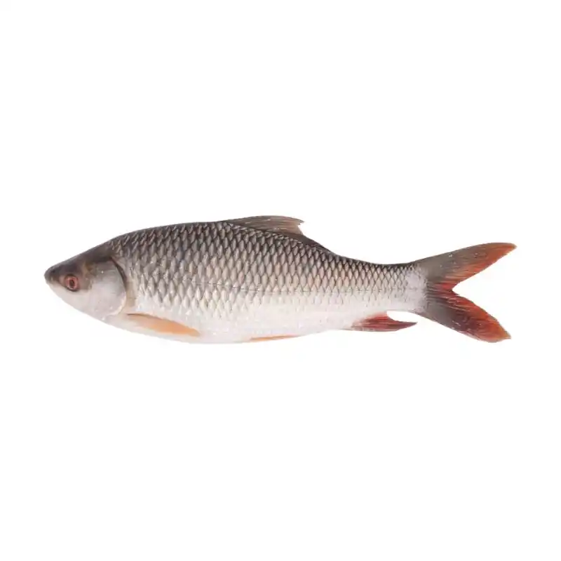 Frozen Rohu Fish Gutted 800-1000 Gram 1 Frozen Rohu Fish Gutted 800-1000 Gram