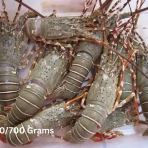 Frozen Lobster Whole 500-700 Gram