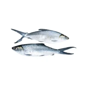 Frozen Milk Fish 300-500 Gram Malaysia