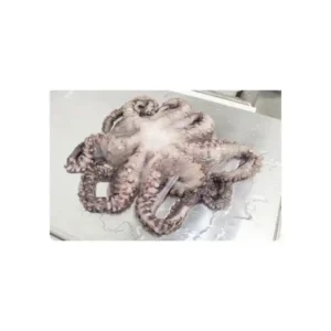 Fresh Octopus Whole