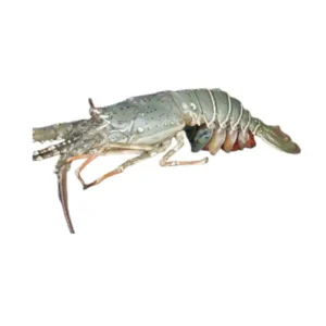 Frozen Lobster Whole 1kg size