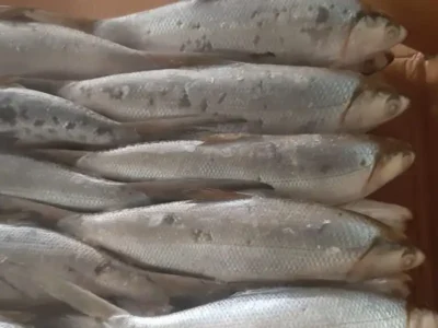 Frozen Milk Fish 500-800 Gram Indonesia