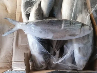 Frozen Milk Fish 300-500 Gram Indonesia